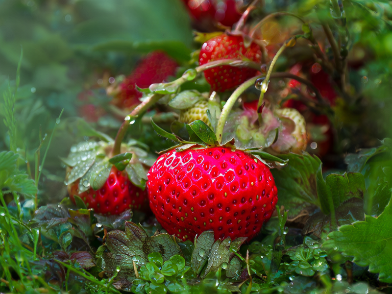 清晨，一串草莓上挂着晶莹的露珠，红色的果实在绿叶的衬托下显得格外鲜艳，每一颗草莓都像是大自然精心雕琢的宝石。